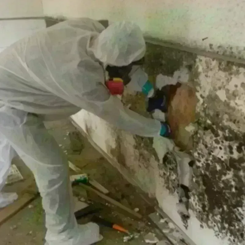 Mold Remediation and Removal in Johnson County, IL